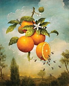 blog image oranges with bees